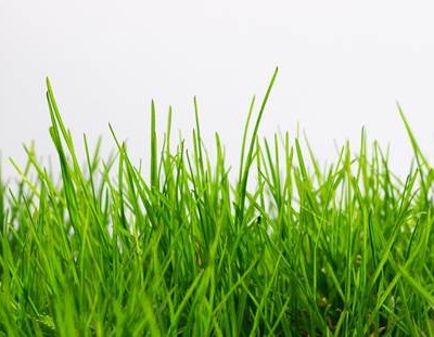 Grasslands