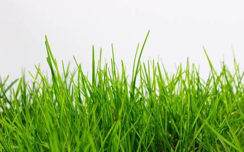 Grasslands Grasslands